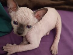 Pui de pisica Sfinx / Sphynx– a 3-a generatie in familie masculi + femela