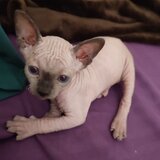 Pui de pisica Sfinx / Sphynx– a 3-a generatie in familie masculi + femela